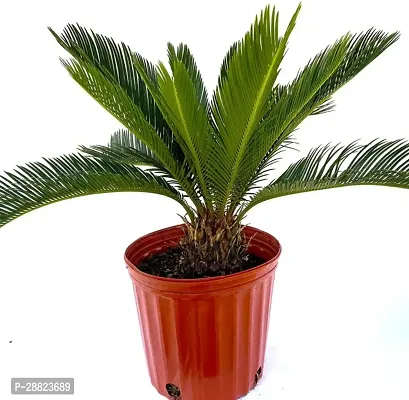 Baishnab  Cycas Revoluta Plant Live Plant CF70 Cy