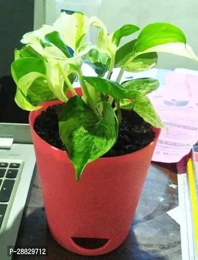 Baishnab  Money Plant CF00143 Money Plant