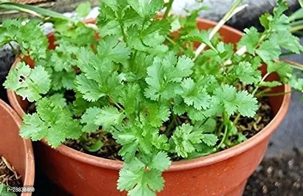 Baishnab  Coriander D5 IndoorOutdoor