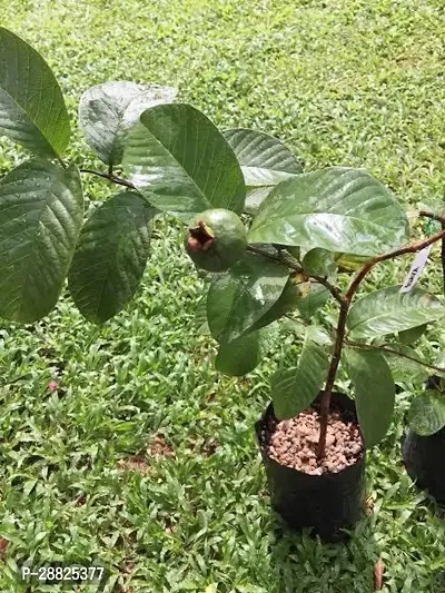 Baishnab  TT11 Guava Plant-thumb0