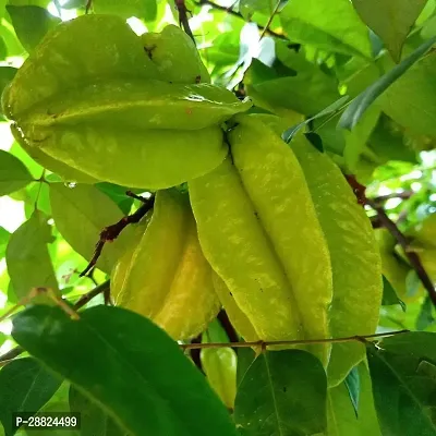 Baishnab  Rare Star Fruit Grafted Live plant CF068