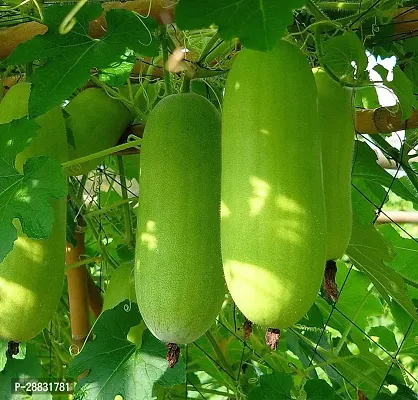 Baishnab GOURD SEEDS Seed  20 per packetSNYHA20PIECE