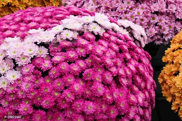 Baishnab  Chrysanthemums Plant CFA78 Chrysanthem