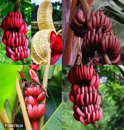 Baishnab  Red banana live plant Banana Plant-thumb0