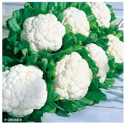 Baishnab CAULIFLOWER SEEDS 60psPOL00026560PIECE