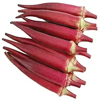 Baishnab Bhindi seeds  750 per paket  rbOkra Red Burgundy F1 Hybrid Vegetable Seeds   O1246750PIECE-thumb1