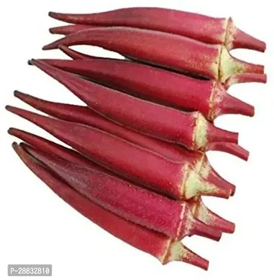 Baishnab Bhindi seeds  750 per paket  rbOkra Red Burgundy F1 Hybrid Vegetable Seeds   O1246750PIECE-thumb2