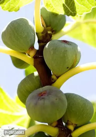 Baishnab GularCluster Fig Plant Fig Plant A17