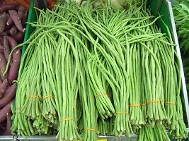 Baishnab y 1YARD LONG BEANS100PIECE-thumb1