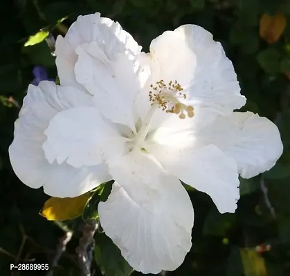 Baishnab Hibiscus Plant white hibiscus010-thumb0