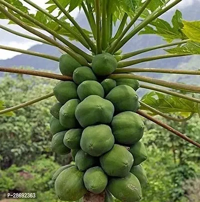 Baishnab Papaya Plant Desi Indian rare dwarf hybrid live papaya papita Pepe fruit live healthy plant-thumb0