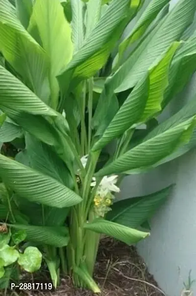 Baishnab  Haldi Plant A005 Turmeric Plant-thumb0