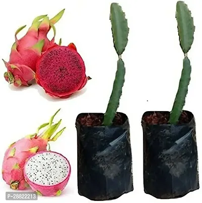 Baishnab  Dragon Fruit Tree Combo RedWhite CFA101-thumb0