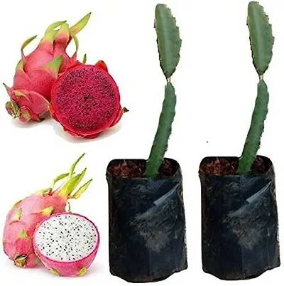 Must Have Plant & Planters 