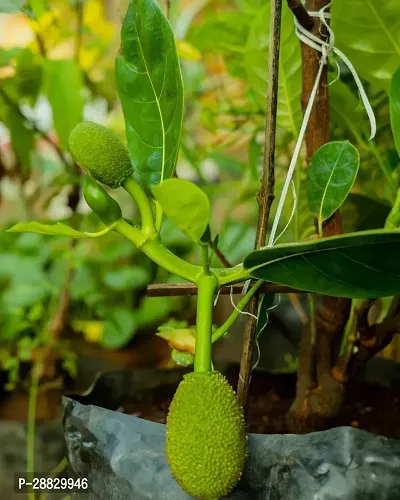 Baishnab  JackfruitKathal Live Plant CF03811 Jac