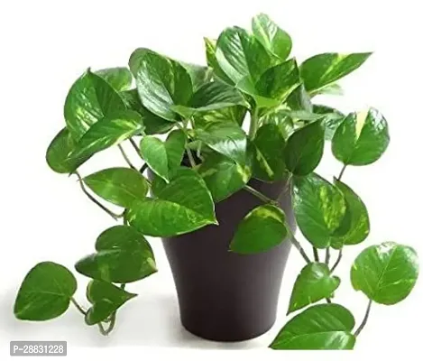 Baishnab  Money plant 60 Money Plant-thumb0