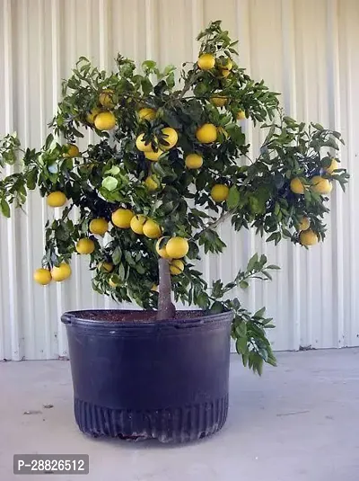 Baishnab  ljj111 Lemon Plant-thumb0