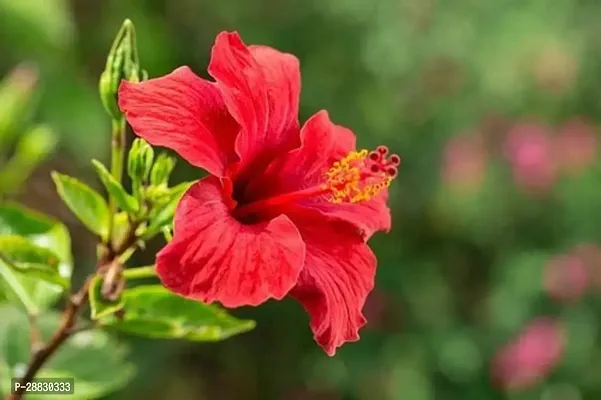 Baishnab  Hibiscus Red CF300111 Hibiscus Plant-thumb0