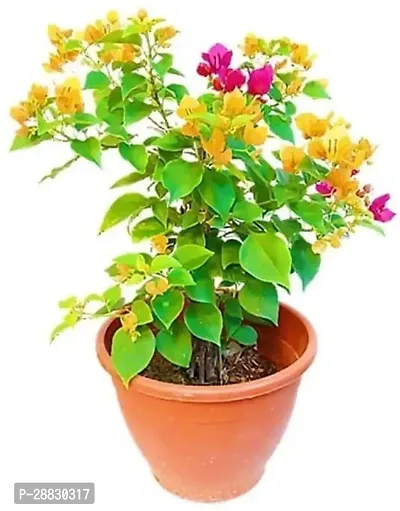 Baishnab  RH297 Bougainvillea Plant-thumb0