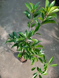 Baishnab Chiku Plant ALLTIME CHIKOO PLANT-CK3-thumb1