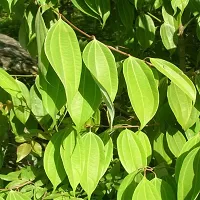 Baishnab Bay Leaf Plant Tej Patta (Bay leaf)-thumb2