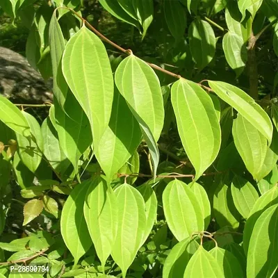 Baishnab Bay Leaf Plant Tej Patta (Bay leaf)-thumb3