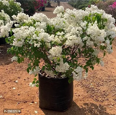 Baishnab  White Flower Bougainvillea Plant 013 Boug-thumb0