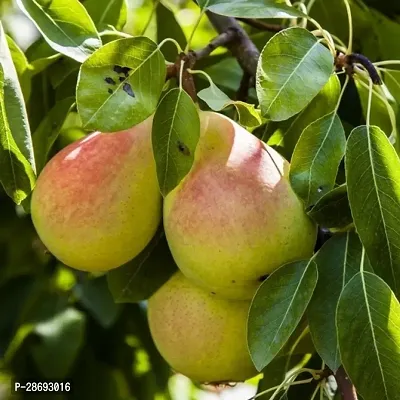 Baishnab Pear Plant Pear Fruit Plants 0-thumb0