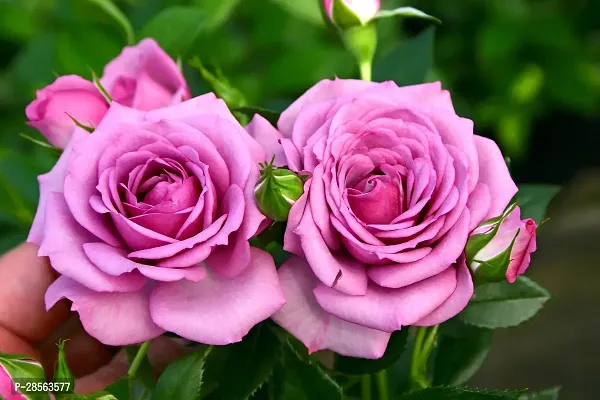 Baishnab Rose Plant Pink Rose Plant CF80013-thumb0