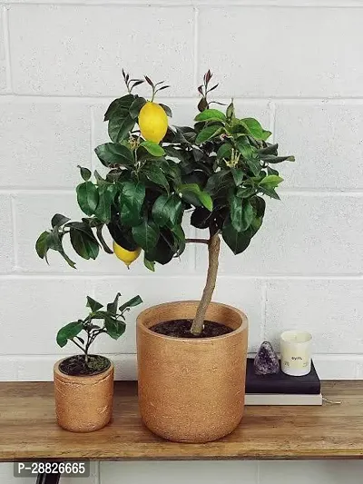 Baishnab  bb101 Lemon Plant