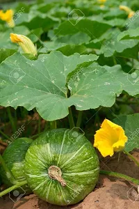 Baishnab kumro seed ds 200psChitra Hybrid Pumpkin Seeds F1200PIECE-thumb1