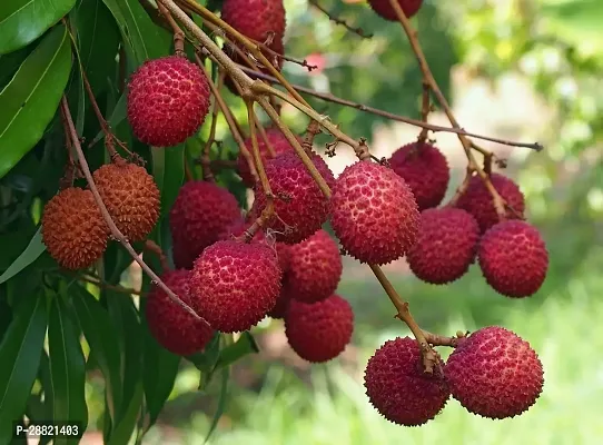 Baishnab  green litchi plants Litchi Plant-thumb0