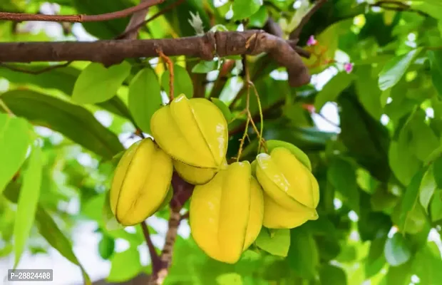 Baishnab  Rare Star Fruit Grafted Live plant CF017-thumb0