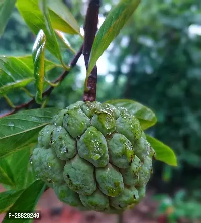 Baishnab  Custard Apple Live Plant Disha309065 C-thumb0