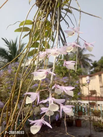 Baishnab  Dendobium aphylum Orchid Plant