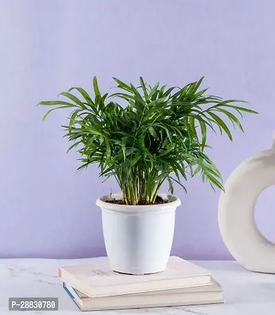 Baishnab  Areca plane Poinsettia Plant-thumb0