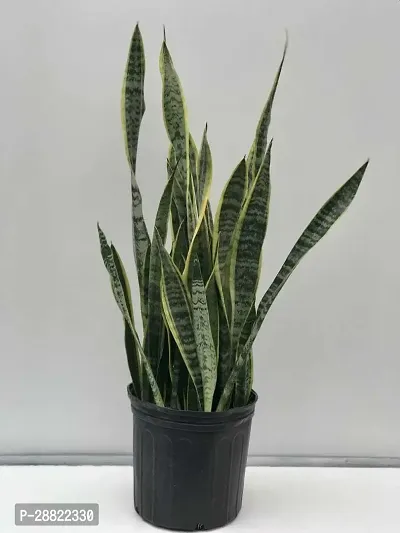 Baishnab  Snake PlantCFA444 Snake Plant-thumb0