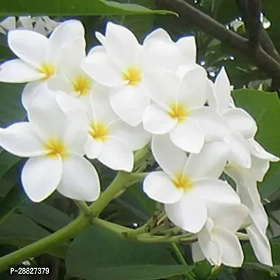 Baishnab  Plumeria Champa White  Plant Plumeria-thumb0