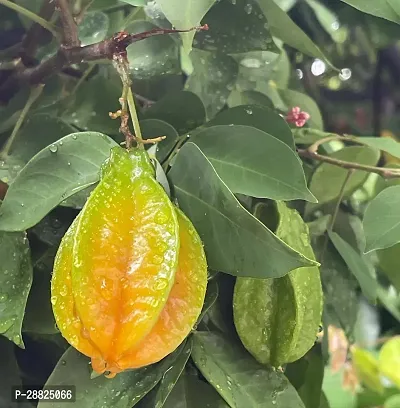 Baishnab  Rare Star Fruit Grafted Live plant CF056-thumb0