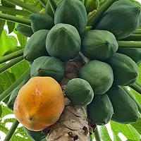 Baishnab papaya seeds n20psPapaya seeds20PIECE-thumb3