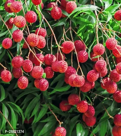 Baishnab  Cloud litchi plant Litchi Plant-thumb0