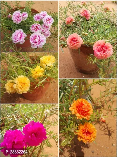 Baishnab  5 color combo Table Rose Portulaca Plant-thumb0