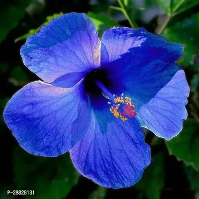 Baishnab  Blue HibiscusNil Joba Live Plant Hibiscu-thumb0