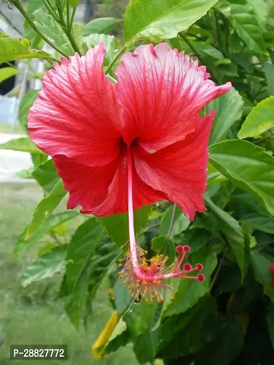 Baishnab  Hibiscus Red CF20411 Hibiscus Plant-thumb0