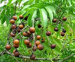 Baishnab Rudraksha Plant Rudraksha_Plant-thumb1