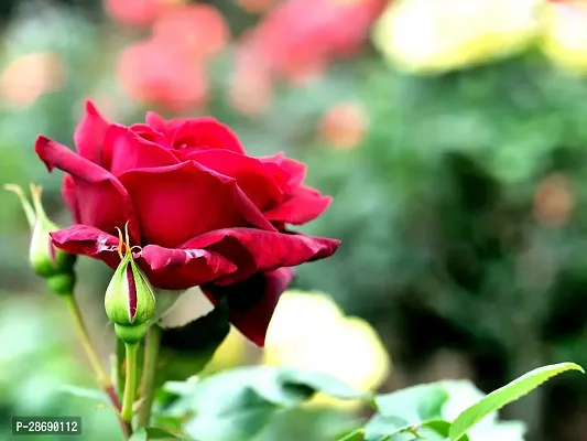 Baishnab Rose Plant red rose76-thumb0