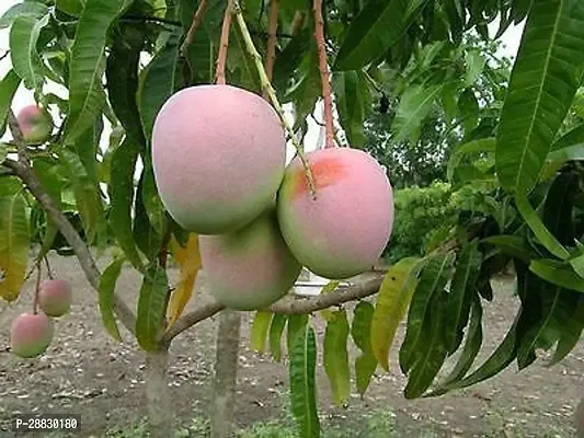 Baishnab  Live Gafted Mango Plant CF7 Mango Plant