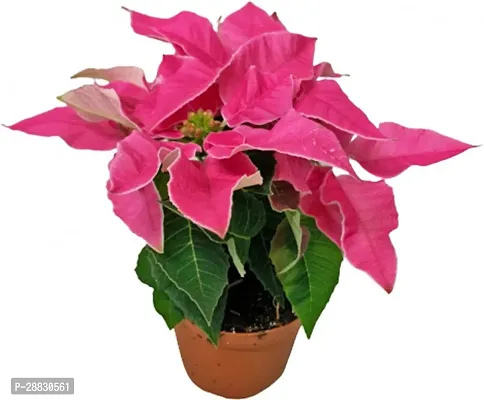 Baishnab  As poinsettia plant 22 Poinsettia Plant-thumb0