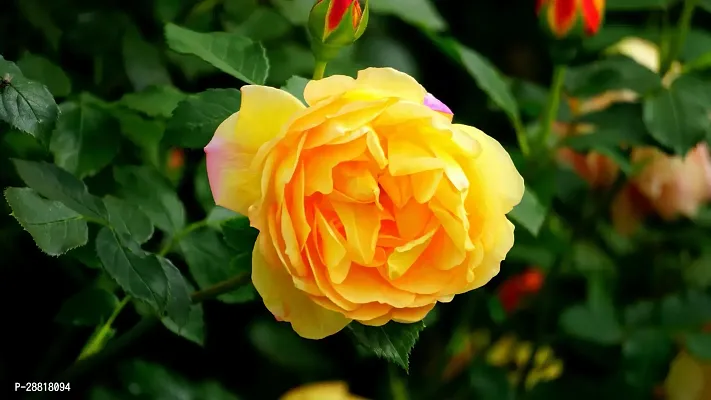 Baishnab  ROSE YELLOW Rose Plant-thumb0