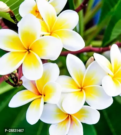 Baishnab  Kath Chapa Plant K03 Plumeria Plant-thumb0